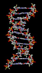 Figure 3.30B. A 3D representation of a rotating DNA molecule segment. Each little ball represents an atom. Red and yellow represent phosphate groups atoms. The “rungs in the DNA ladder” represent the complementary base pairings. Art by brian0918&#153 - Public Domain