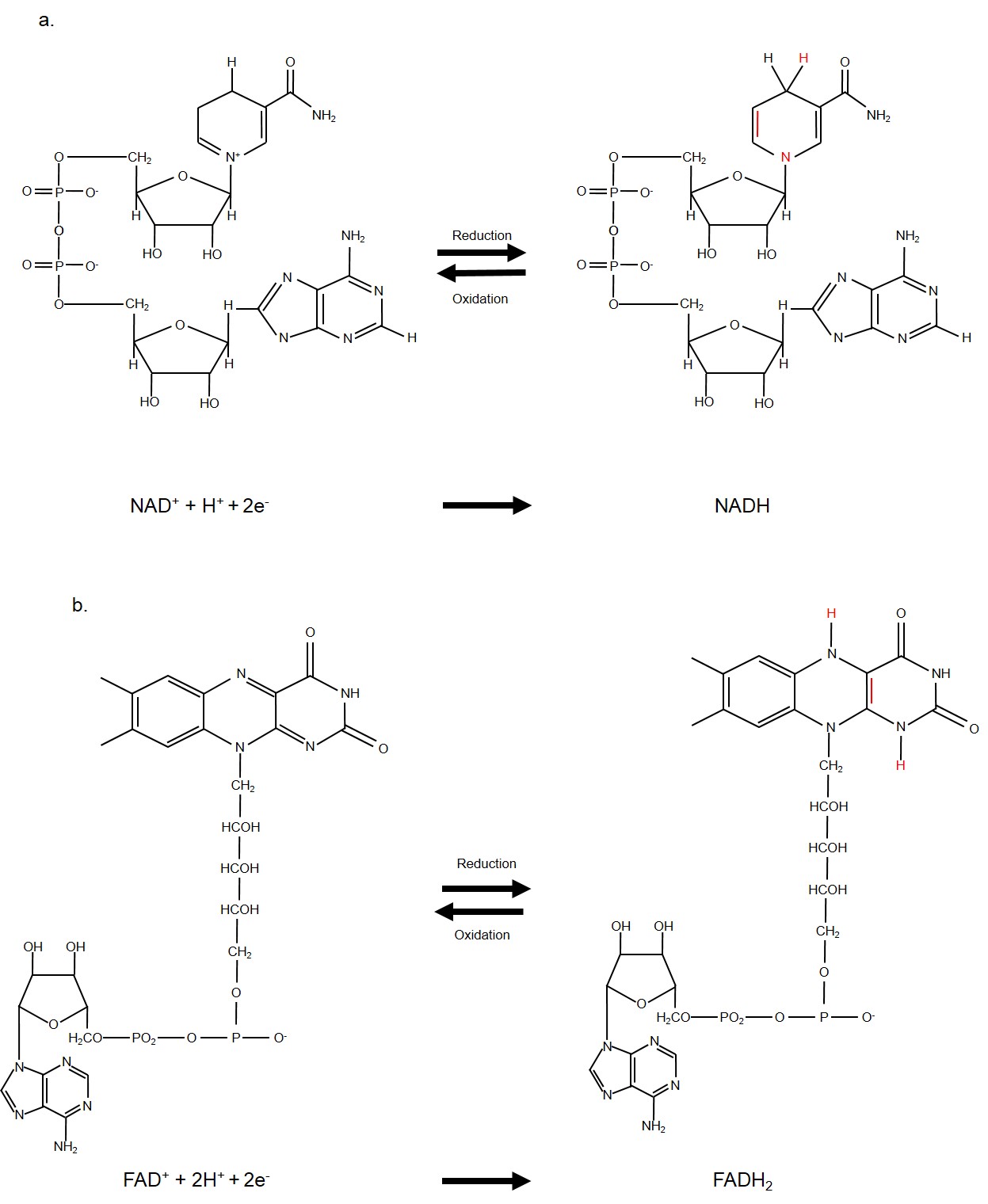 This diagram shows the chemical structure of NAD+,NADH, FAD, and FADH2 and the oxidation and reduction reactions for them.