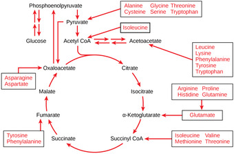 Connection of Amino Acids to Glucose Metabolism Pathways
