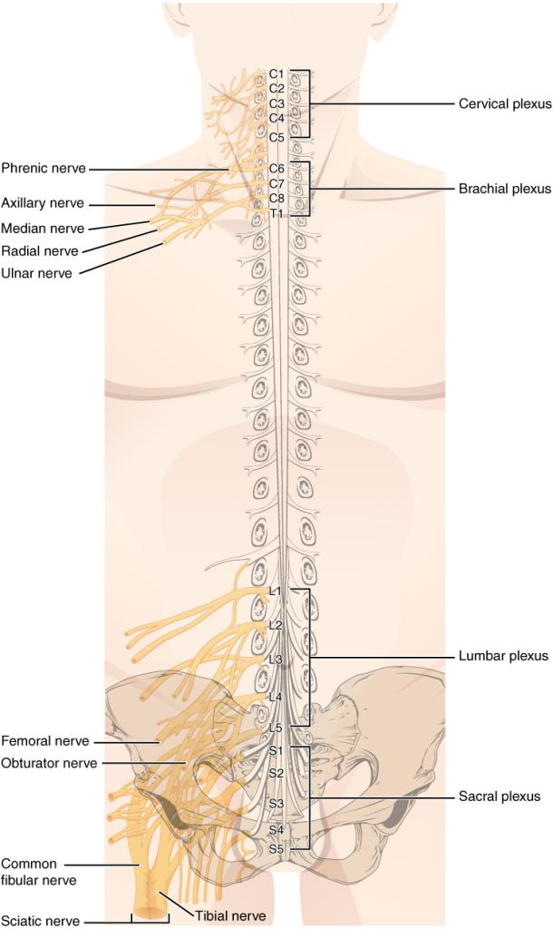 This figure shows a torso of a human body. The spinal cord is shown in the body and the main nerves along the spinal cord are labeled.