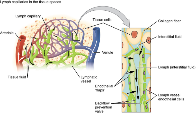 Diagram of Lymphatic capillaries