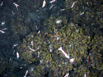 Chemoautotrophs