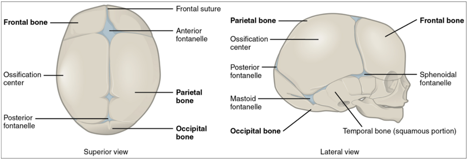 Diagram of newborn skull