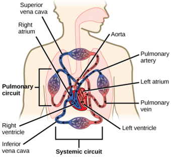 Circulatory System