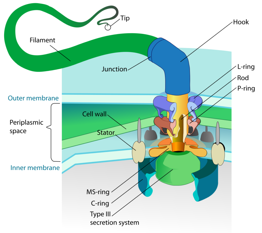 Flagellum_base_diagram_en.svg