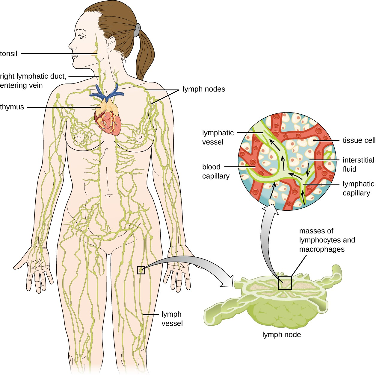 The essential components of the human lymphatic system drain fluid away from tissues.