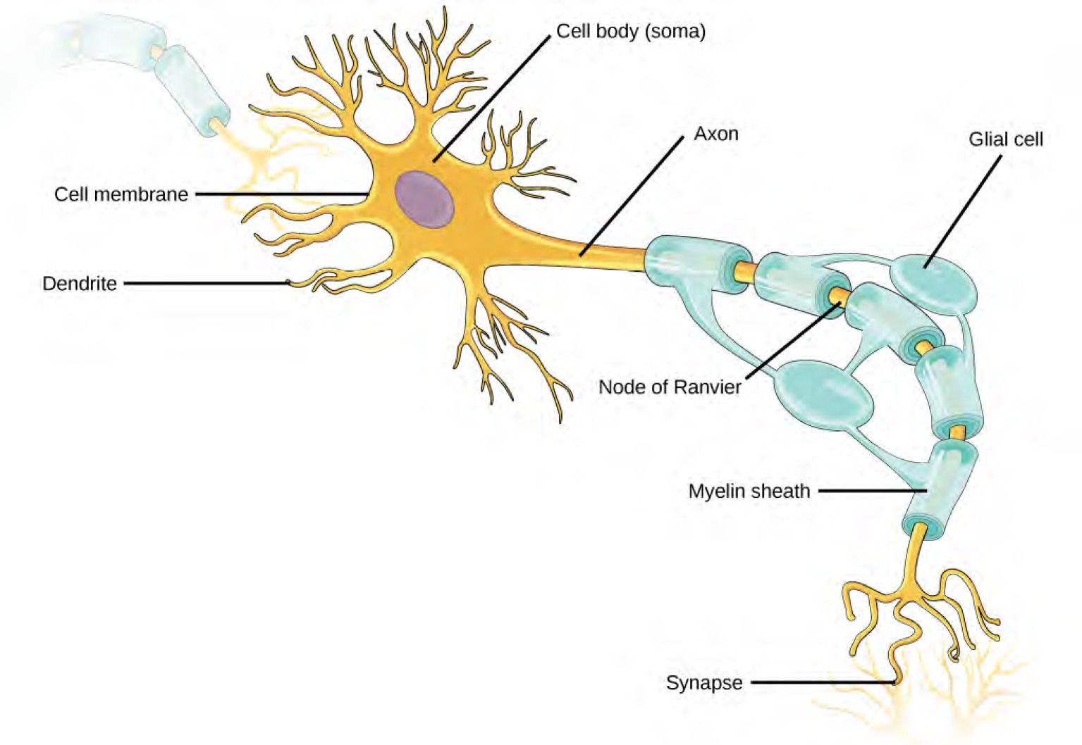 Illustration shows a neuron. The main part of the cell body, called the soma, contains the nucleus. Branch-like dendrites project from three sides of the soma. A long, thin axon projects from the fourth side. The axon branches at the end. The tip of the axon is in close proximity to dendrites of an adjacent nerve cell. The narrow space between the axon and dendrites is called the synapse. Cells called oligodendrocytes are located next to the axon. Projections from the oligodendrocytes wrap around the axon, forming a myelin sheath. The myelin sheath is not continuous, and gaps where the axon is exposed are called nodes of Ranvier.