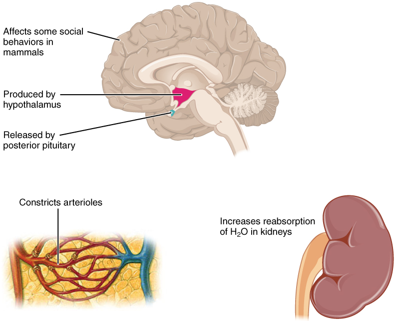 Diagram of Antidiuretic hormone (ADH).