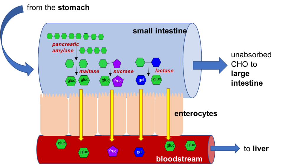 Cartoon illustration showing major processes involved in digestion and absorption of carbohydrates in the small intestine. The figure shows starch and polysaccharides being digested down to maltose by pancreatic amylase; maltose digested to two glucose molecules; sucrose digested to one glucose and one fructose; and lactose digested to one glucose and one galactose. Monosaccharides are then absorbed into the bloodstream and travel to the liver.