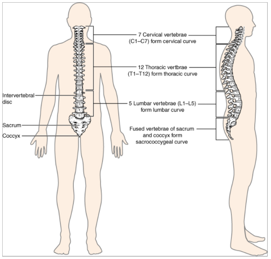 Diagram of Vertebral column.