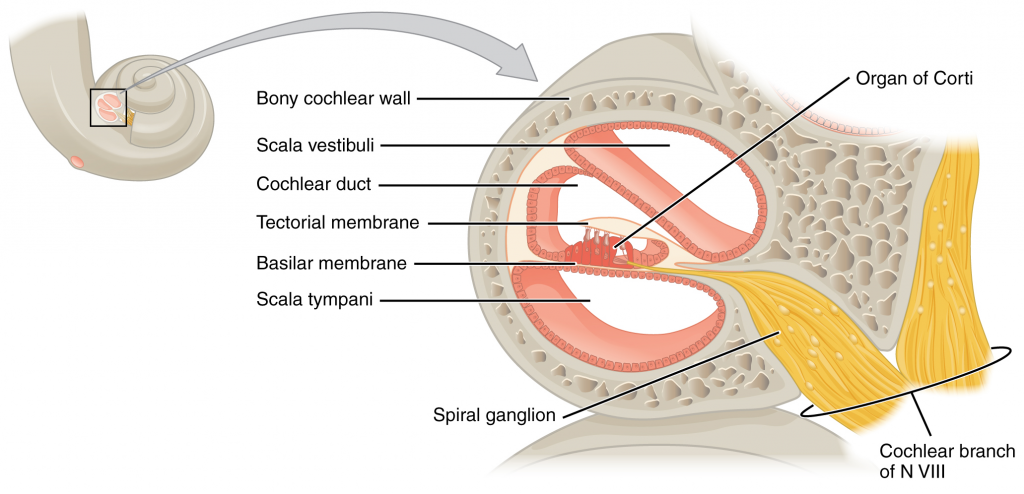 Cross section of the cochlea