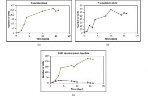 Three graphs: P. aurelia growing alone successfully (population grew to 250 cells after 10 days and then leveled off), P. caudatum growing alone successfully (population grew to 70 cells in 10 days and stabilized), and both species growing together in which P. aurelia grows successfully (grew to 230 in 14 days and stabilized) and P. caudatum only grows to 20 cells and dies about after 15 days.
