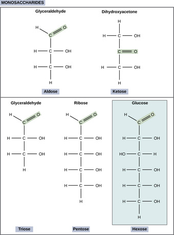 Monosaccharides