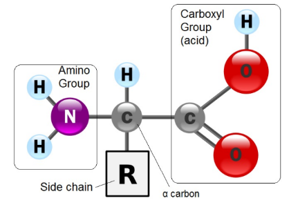 Figure 3.21 All amino acids have a central α carbon covalently bound to a hydrogen, an amino functional group (-NH2), a carboxyl (acid) functional group (-COOH), and a side chain R. R represents any of the twenty different functional groups found in amino acids. 