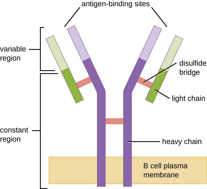 B-cell receptors are embedded in the membranes of B cells. The variable regions of all of the receptors on a single cell bind the same specific antigen.