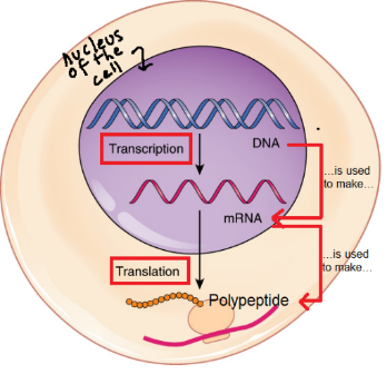 Figure 4.6 Protein synthesis is studied in two parts: transcription, which happens in the nucleus; and translation, which happens in the cytoplasm. During transcription, a particular segment of DNA is used as a recipe to synthesize a form of RNA called messenger RNA (mRNA), During translation, that mRNA is used as a recipe to synthesize a particular polypeptide.