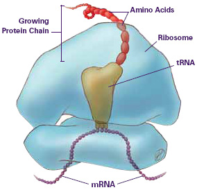 Ribosomes (shown here synthesizing a protein): Found attached to RER and free in the cytosol Synthesize proteins. 