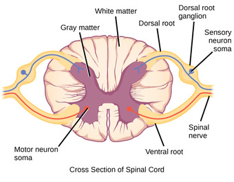 Spinal nerves