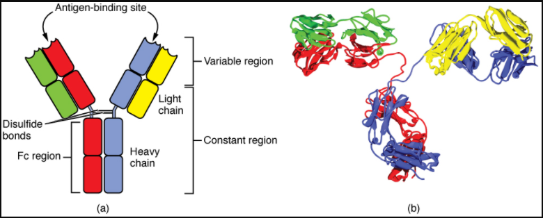 Antibody and IgG2 structures. The typical four chain structure of a generic antibody (a) and the corresponding three-dimensional structure of the antibody IgG2