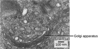 The Golgi apparatus sorts and packages cellular products