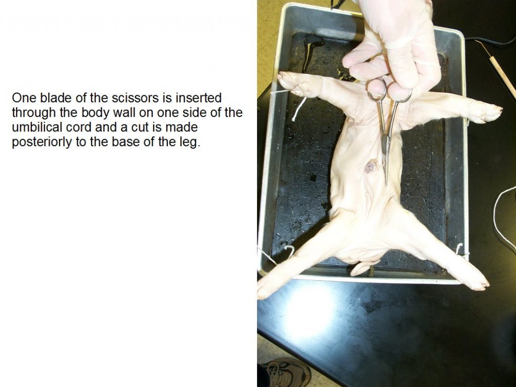 Figure 13.6. Ventral surface. First cut.