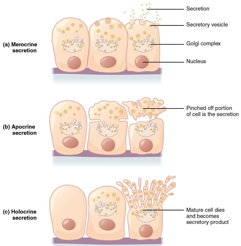 Diagram of modes of glandular secrtion including mercocrine, apocrine and holocrine secretion