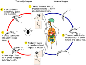 Life cycle of Trypanosoma brucei