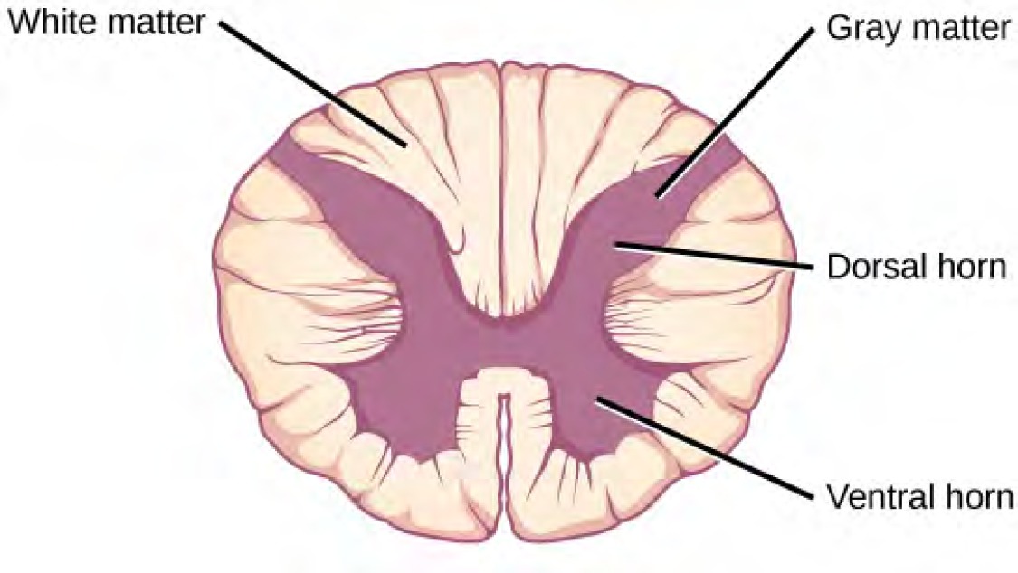 In the cross section the gray matter forms an X inside the oval white matter. The legs of the X are thicker than the arms. Each leg is called a ventral horn, and each arm is called a dorsal horn.