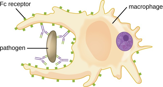 Antibodies serve as opsonins and inhibit infection by tagging pathogens for destruction by macrophages, dendritic cells, and neutrophils. These phagocytic cells use Fc receptors to bind to IgG-opsonized pathogens and initiate the first step of attachment before phagocytosis.
