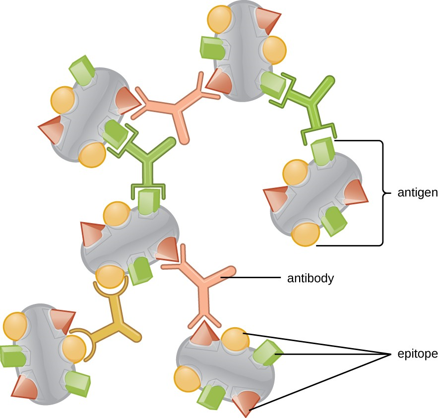 A typical protein antigen has multiple epitopes, shown by the ability of three different antibodies to bind to different epitopes of the same antigen.