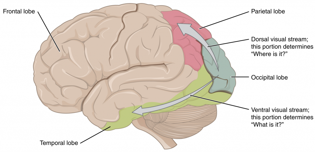 Ventral and dorsal visual streams.
