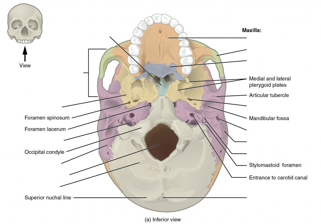 The hard palate is formed anteriorly by the palatine processes of the maxilla bones and posteriorly by the horizontal plate of the palatine bones.