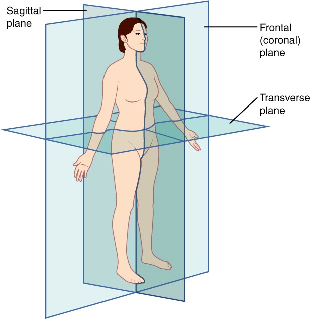 Planes of the body