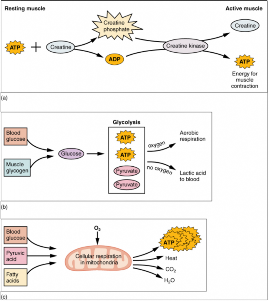 Diagram of muscle metabolism