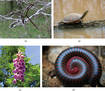 Defenses against predation and herbivory