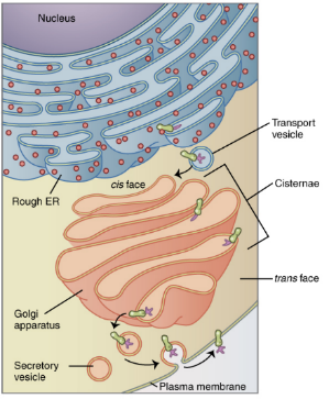 Golgi apparatus (also known as Golgi complex): Participates in protein modification, and packaging into small membrane-bound vesicles