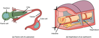 Flame cells and nephridia