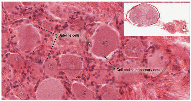 Spinal cord and root ganglion.