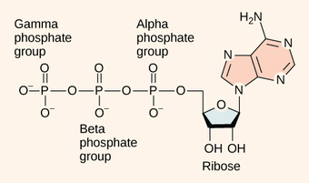 Adenosine Triphosphate (ATP)
