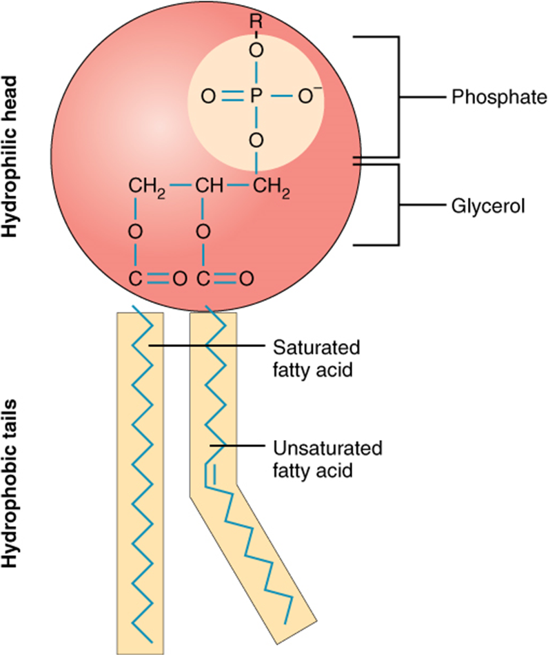 Diagram of Phospholipid structure
