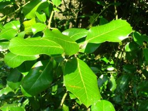 Waxy leaves