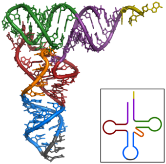 The three dimensional shape taken by tRNAs.