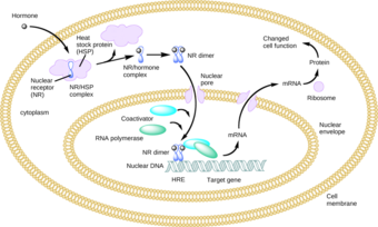 Hormone regulation of gene expression