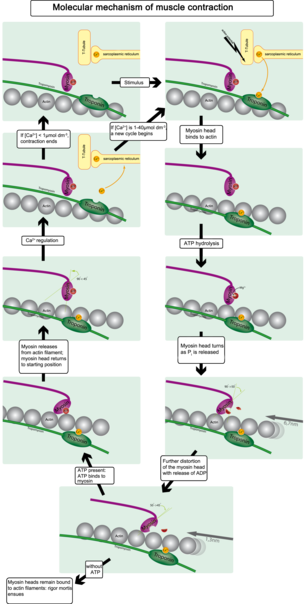 Muscle contraction