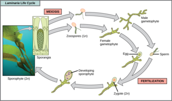 Brown algae life cycle