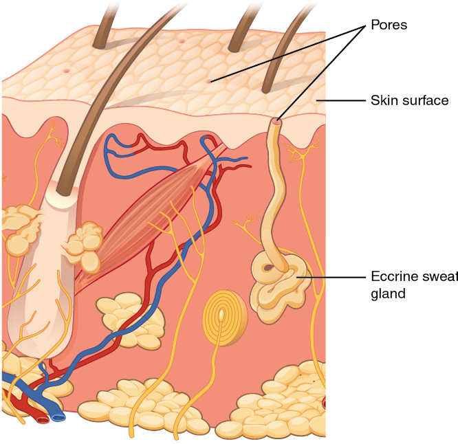 Diagram of eccrine gland