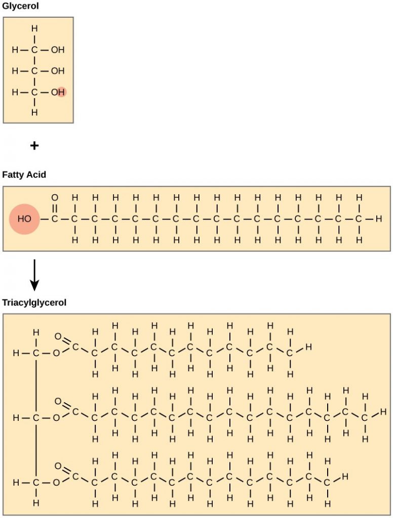 Fatty acid dehydration reaction