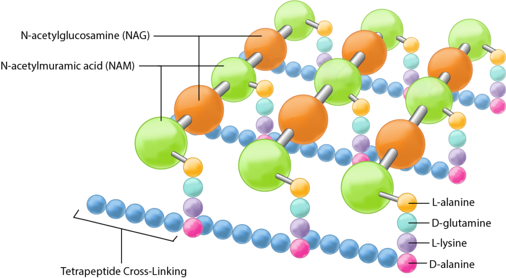 Peptidoglycan Structure.