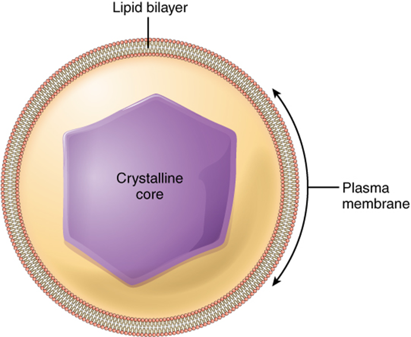 Peroxisome diagram