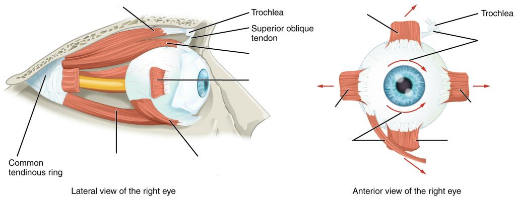 Predefined space to Label the muscles of the eye from the lateral and anterior view